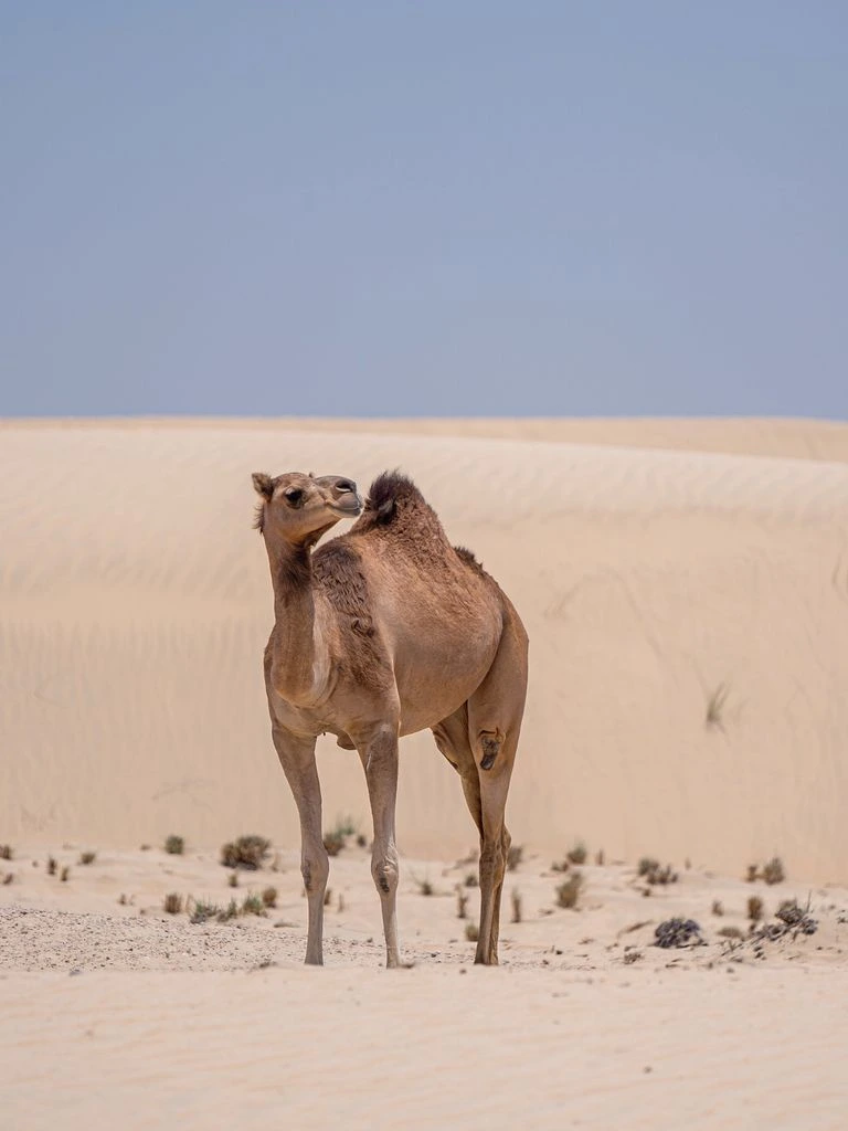 A camel wool coat draped over a wooden chair.
